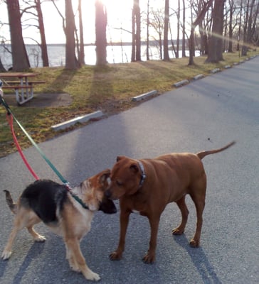 Red and my friends pup. Sunset..