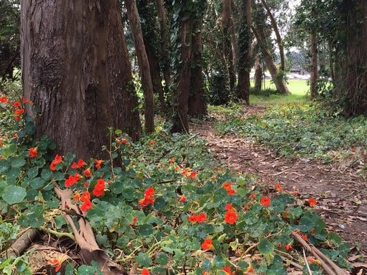 Nasturtiums near the Spire.