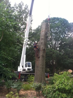 Large tree removal.