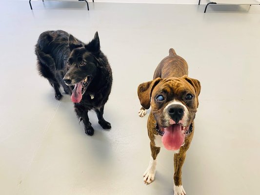 She made a fast friend so they made sure they had lots of playtime together!