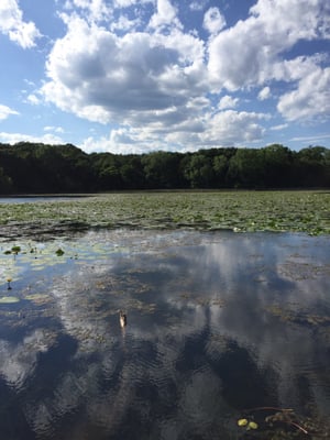 View of the lake from the dock