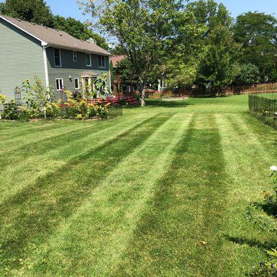 Customers lawn (post mow)