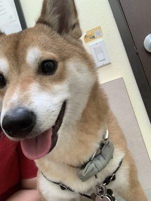 Kuma sitting in one of the exam rooms