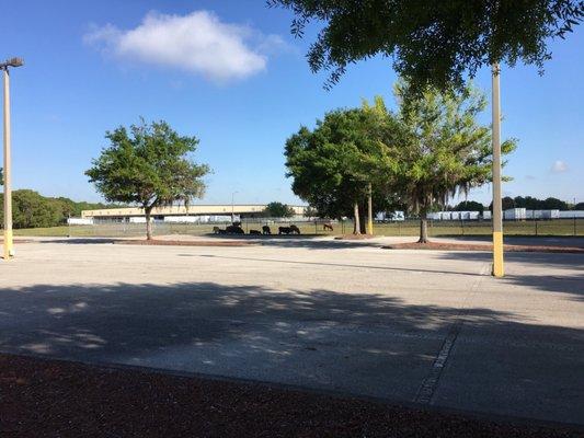 They have cows in the parking lot!