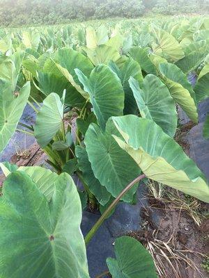 Taro leaf - for delicious LauLau