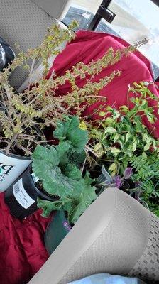 Two Forcethias, a rhubarb start, some tropicals