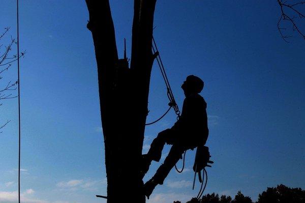 Tree Service of Charlottesville