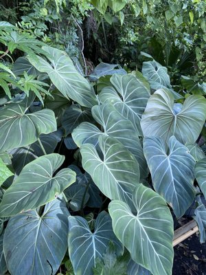 philodendron gloriosum