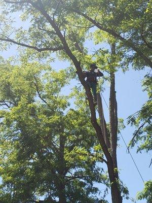 Tree Work