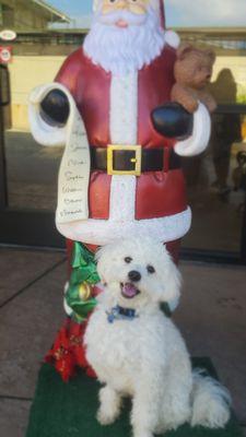 Chowder Rescue dog and Santa paws. Naughty or Nice!!