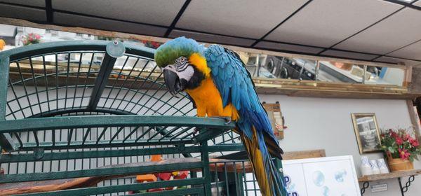 The intelligent free bird "Peanut" will greet you here