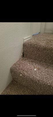 They said rodents are highly attracted to dog food. We removed dog food and days later the rat ate threw our stair case. Rat infestation