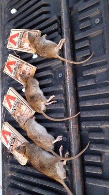 Rodent Removal - Rats