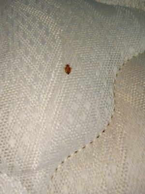 BED BUGS IN THE BUNK BEDS AT UTURN RV AND RESORT