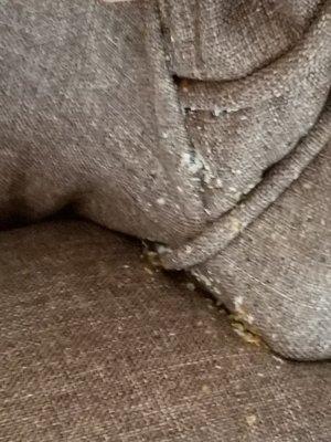 Sofa pillow pulled and look at the disgusting eggs and bugs!