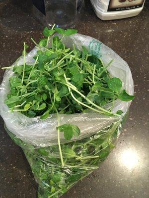 Purchased xtra bag--pea shoots