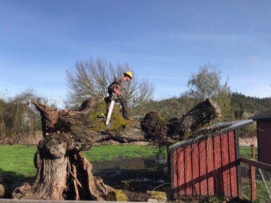 Bear Creek Forest Management and Tree Service