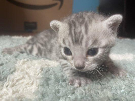 Silver bengal kittens