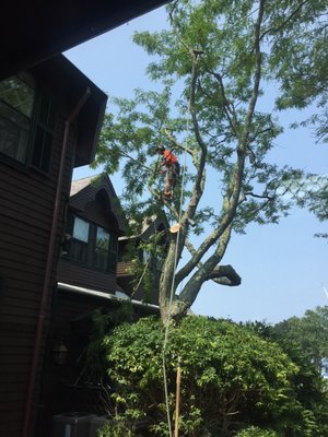 Precarious positioning on super thin tree limbs and carefully controlling lowering down of limbs, even in 80 degree heat & 90% humidity!