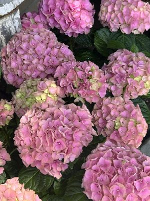 Pink hydrangeas