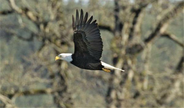 Bald eagle soaring overhead available for purchase.