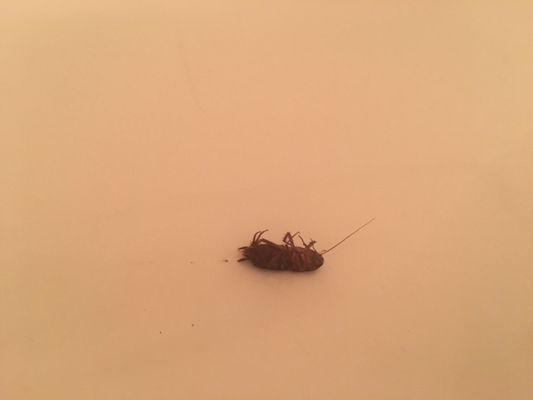 Roaches & BUG problem