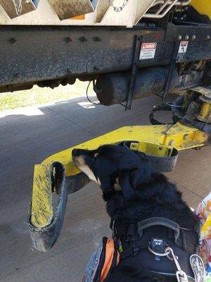 Alley checks out the Health and Sanitation truck!