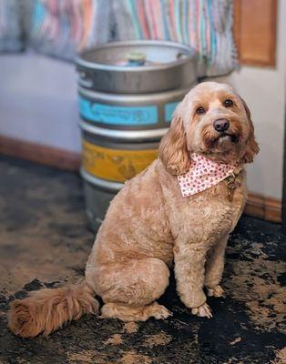 Mabel gets the neighborhood's most boastful compliments, for Goldendoodle cuts.  We're always happy to refer friends / locals to LCPG.