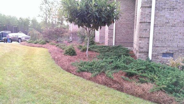 Landscape and pine straw installation.