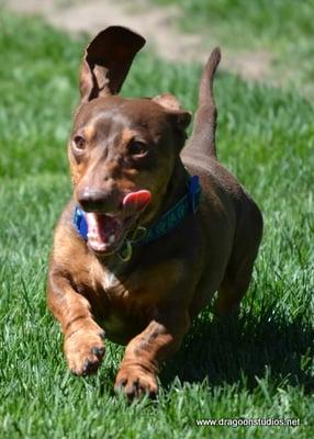 Wiener Dog Races Sunday 3pm Sunday 1/2 admission Family Day (thank you Spokesman Review!)