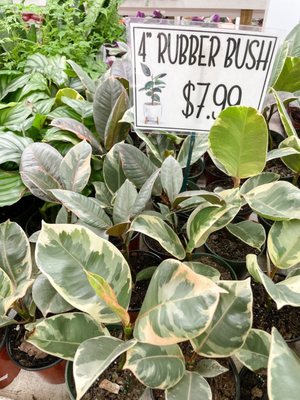 Ficus tineke