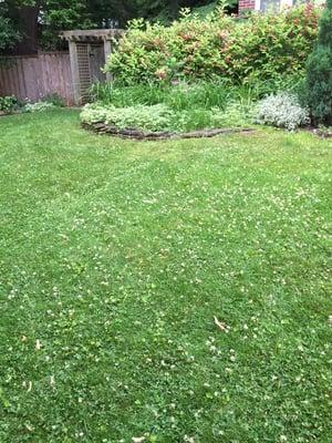 BEFORE picture: Customer's lawn before Logic's Natural Weed Control Program