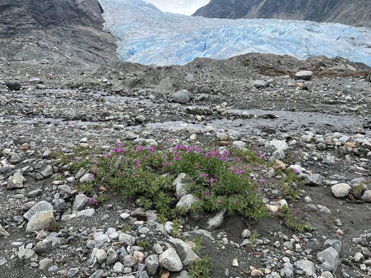 Mendenhall Glacier