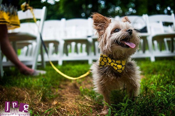 Duportail is dog friendly!!!