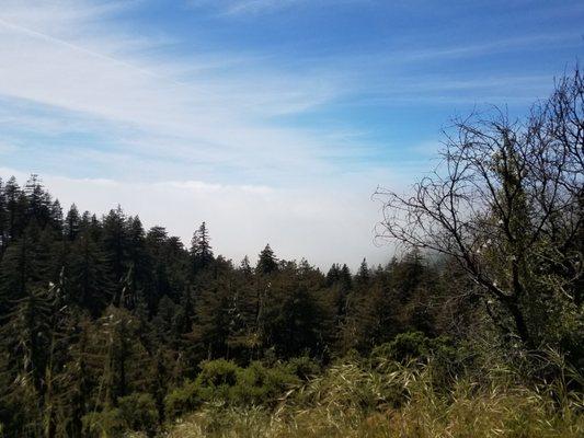 Inversion layer looking out above the treetop