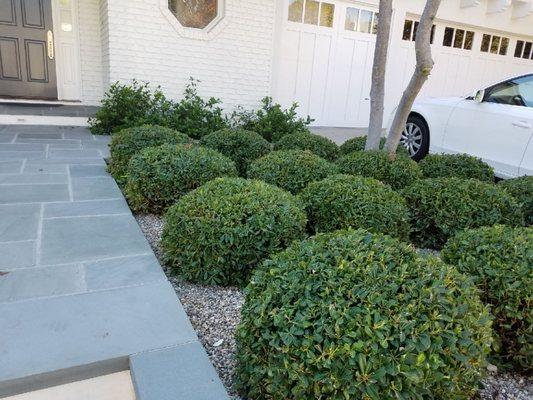 Topiaries and other specialty plants