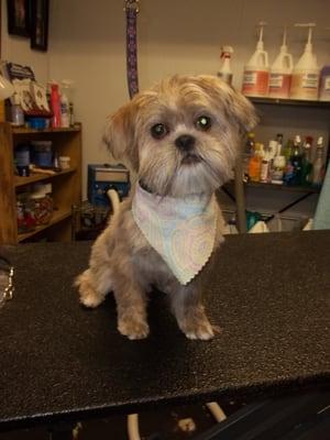 A Doggie in the Window Grooming