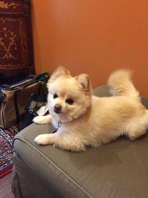 After our new patient exam, Emma is relaxing in the living room style exam rooms.  Great family experience with a personable staff!!