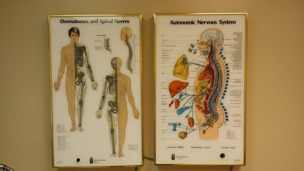 Chart showing Organs and Dermatome according to Nerves spinal level. Very interesting demonstrating device.