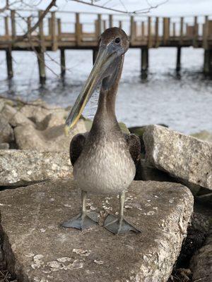 Friendly Pelican