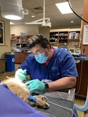 An RVT performing a dental cleaning