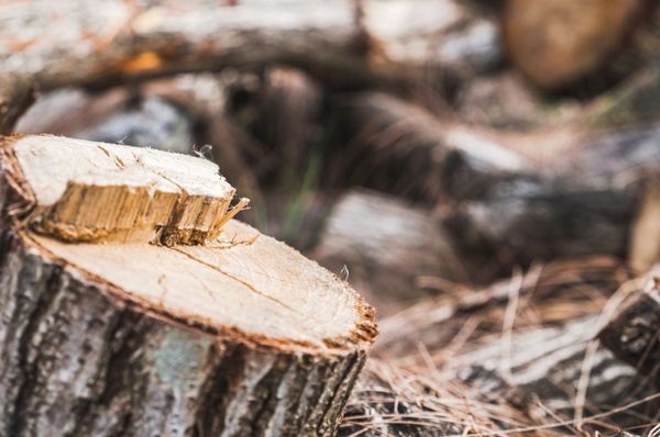 Bill's Stump Grinding