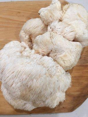 OMG! Lions Main mushrooms!