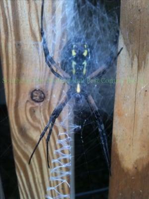 Garden Spider