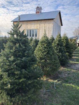 Howard Tree Farm would love to be a part of your Christmas Tradition this year!