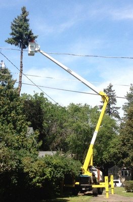 Tree Service