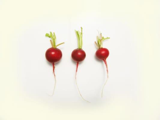 Our tiny cherry belle radishes are about the size of a nickel