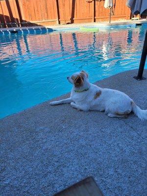 Pooch and I enjoying a Saturday morning by our sparkling pool