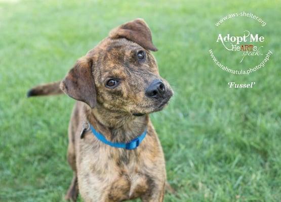 Fussel is about two years old and came to us from a rescue in North Carolina. He is a very handsome man, no?! This happy fella loves to play