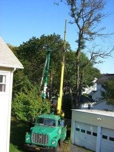 Tree trimming work in San Francisco.